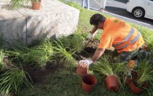 Arreglos en árboles y vegetación de la plaza del Ayuntamiento